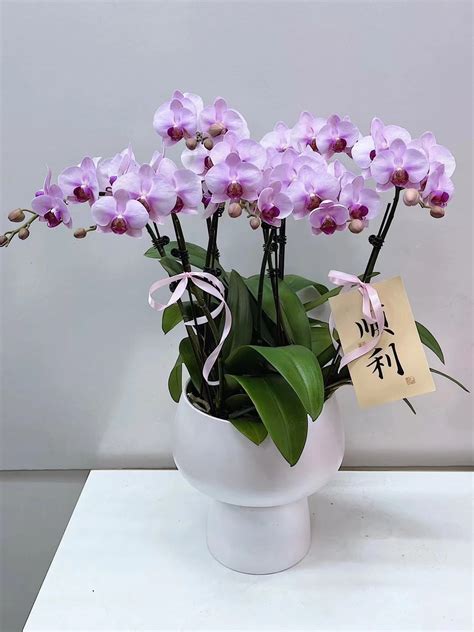 香水文心蘭品種|Floral Theory 】品種繁多的文心蘭：從檸檬文心蘭到。